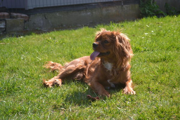 Lekker liggen zonnebaden!