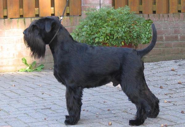 Middenslag Schnauzer, zwart