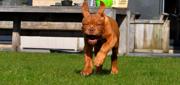 astrix die loopt in het zonnetje