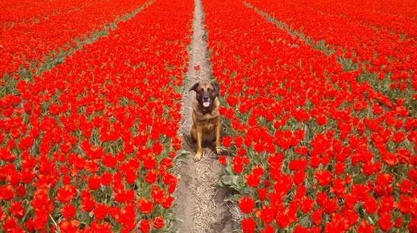Met je neus tussen de bloemetjes