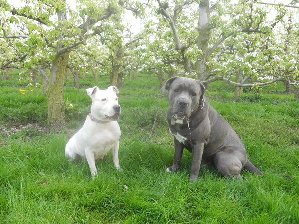 samen onder de bloesem