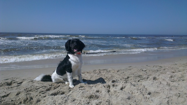 Zon, Zee en natte hond.