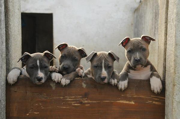 American Staffordshire Terrier