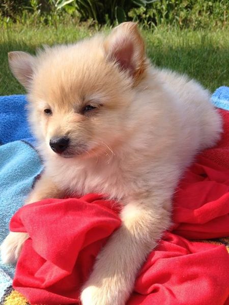 Vosje de zonneklopper!