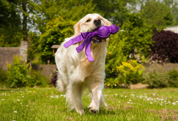 Liefde voor Kong Wubba
