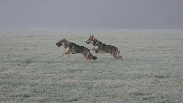 twee saartjes in de ochtend mist