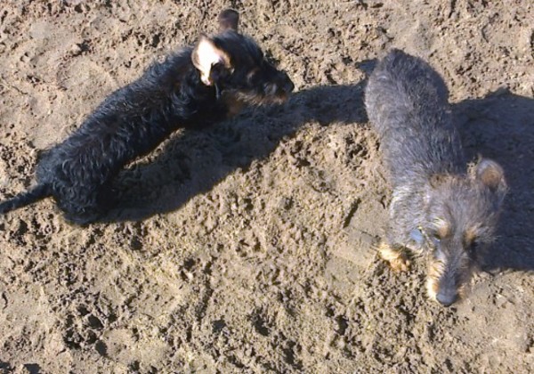 Dashond Standaard, ruwhaar