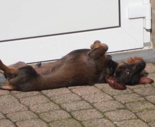 Dwergdashond, ruwhaar