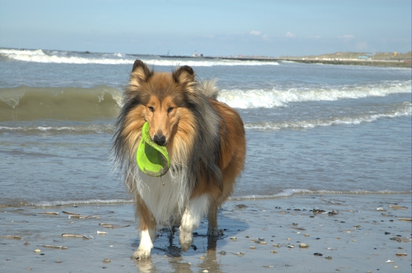 Cooper in Oostende