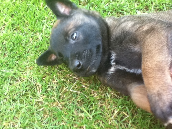 Apollo