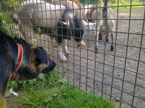 Kennis maken met de geitjes!