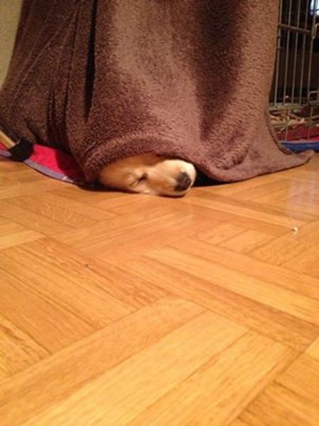 Vosje in z'n tentje na een druk dagje met z'n bal!