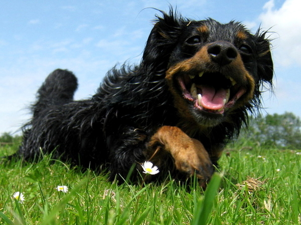 One Big Happy Sunny Dogsmile