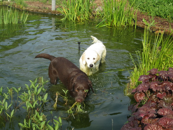 Samen spelen in de vijver