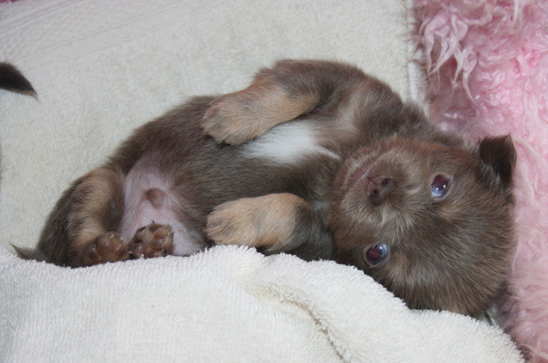 chikechihuahua