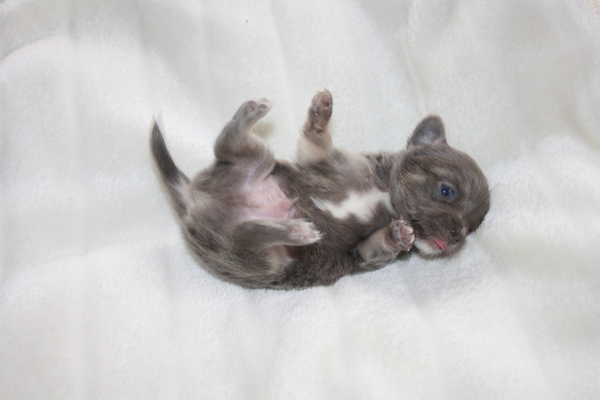 chikechihuahua