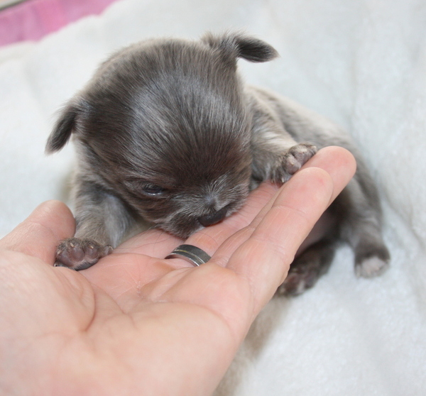 chikechihuahua