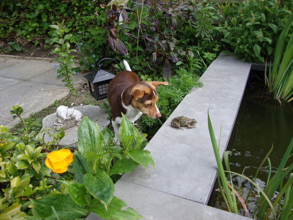 Wat komt er nu uit de vijver