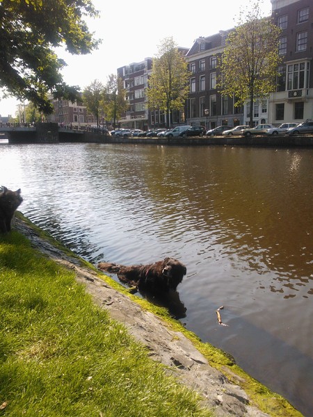 Sjaam in de gracht