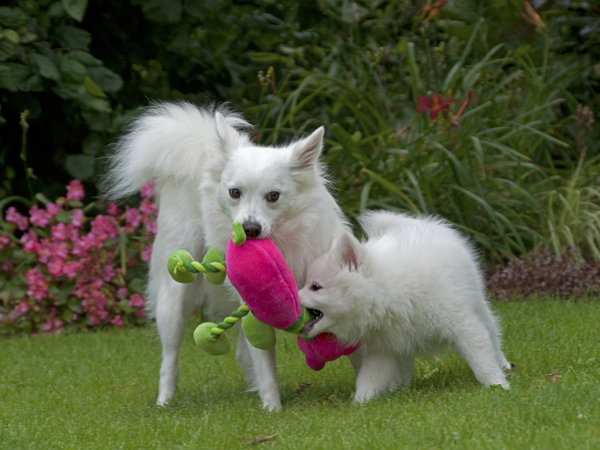 Grote Keeshond, wit