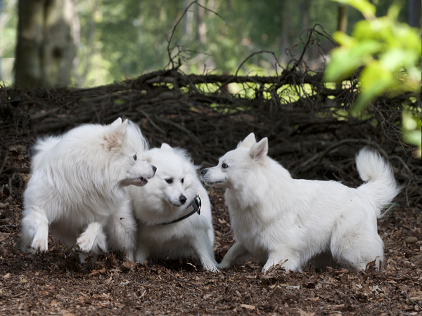 Grote Keeshond, wit