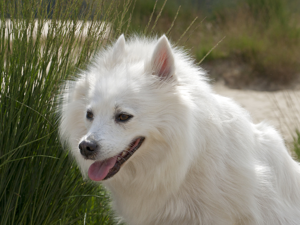 Grote Keeshond, wit