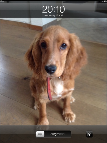 Engelse Cocker Spaniel