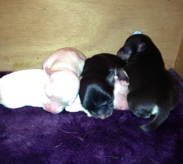 Kennel van Guldemond