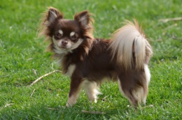 Kennel van Guldemond