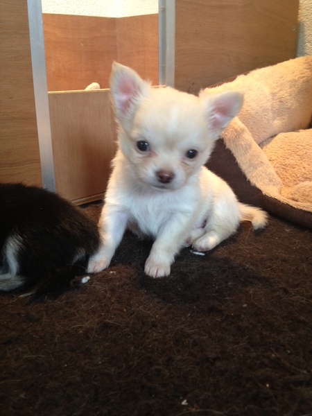 Kennel van Guldemond