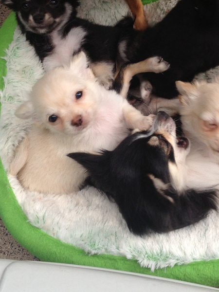 Kennel van Guldemond