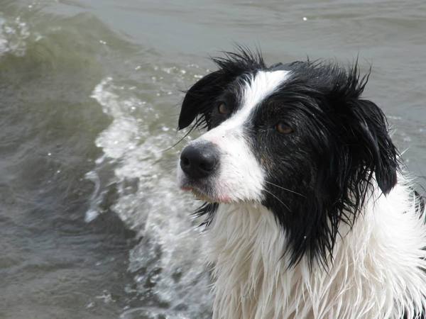 Waterpret in de lente!
