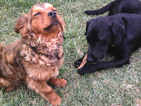 Toby aan het zonnenbaden!