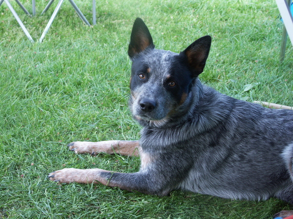 Australian Cattle Dog