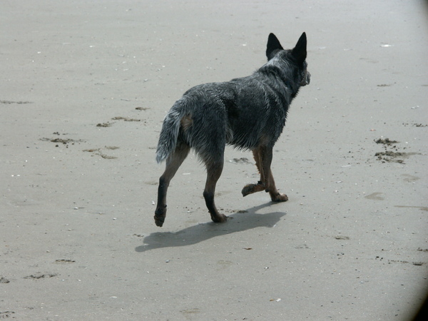 Australian Cattle Dog