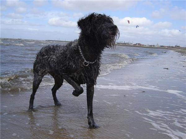 Duitse Staande Hond, Draadhaar