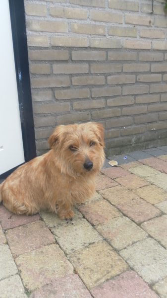 Norfolk Terrier