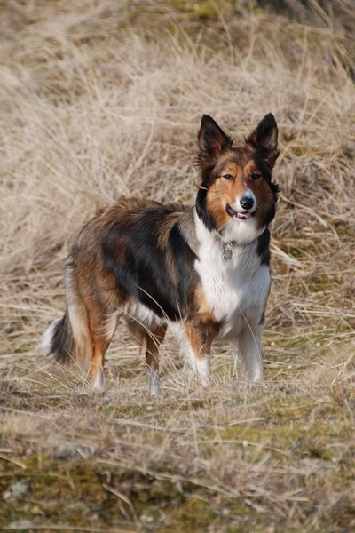 Border Collie