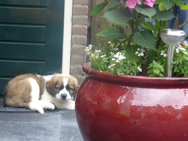 in de tuin uit rusten