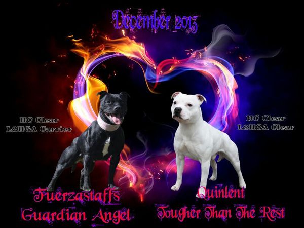 is in aanvraag bij raad van beheer