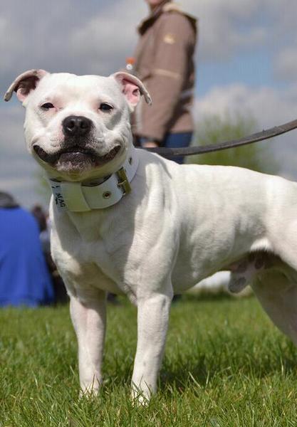 is in aanvraag bij raad van beheer