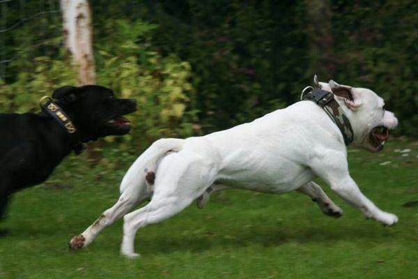 is in aanvraag bij raad van beheer