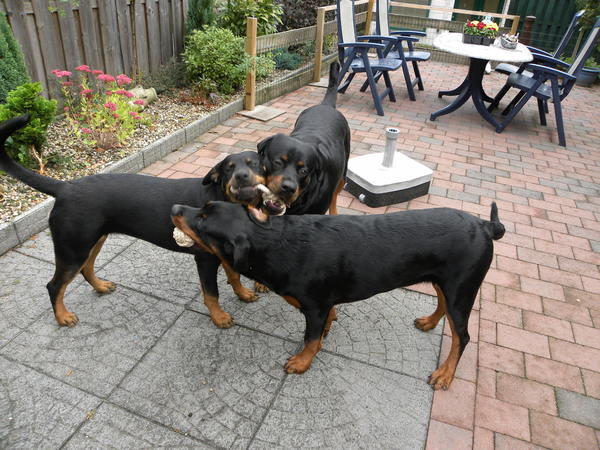 Rottweiler