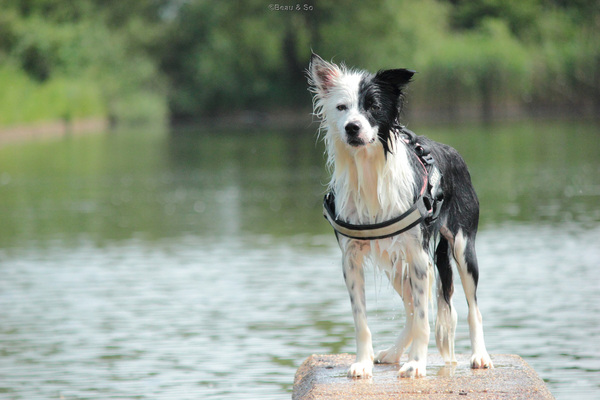 Border Collie