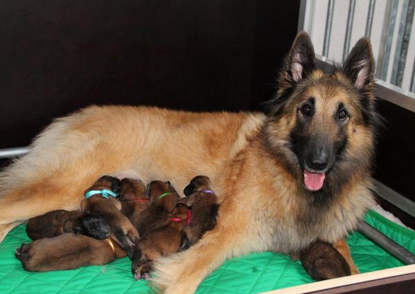 Van het Osscher Meer 