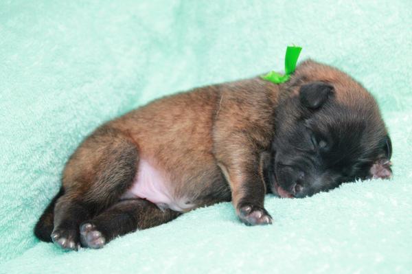 Van het Osscher Meer 