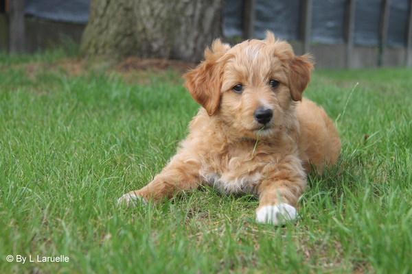 Ons grasmachien Bandit