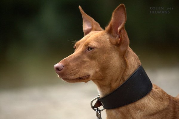 Podenco Andaluz