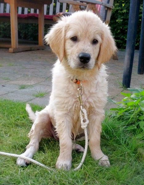 De eerste ervaring met de vijver