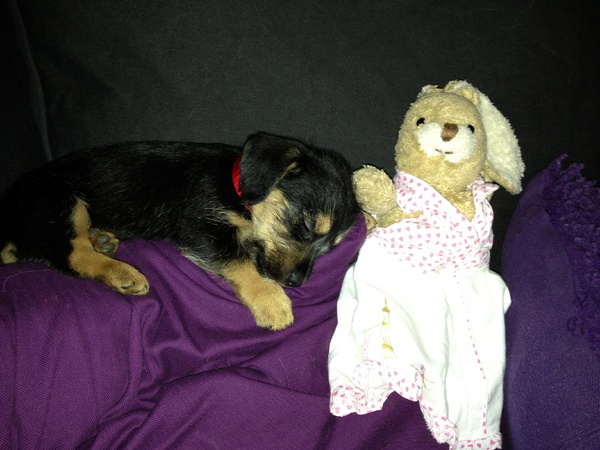 Bella 11 weekjes oud 